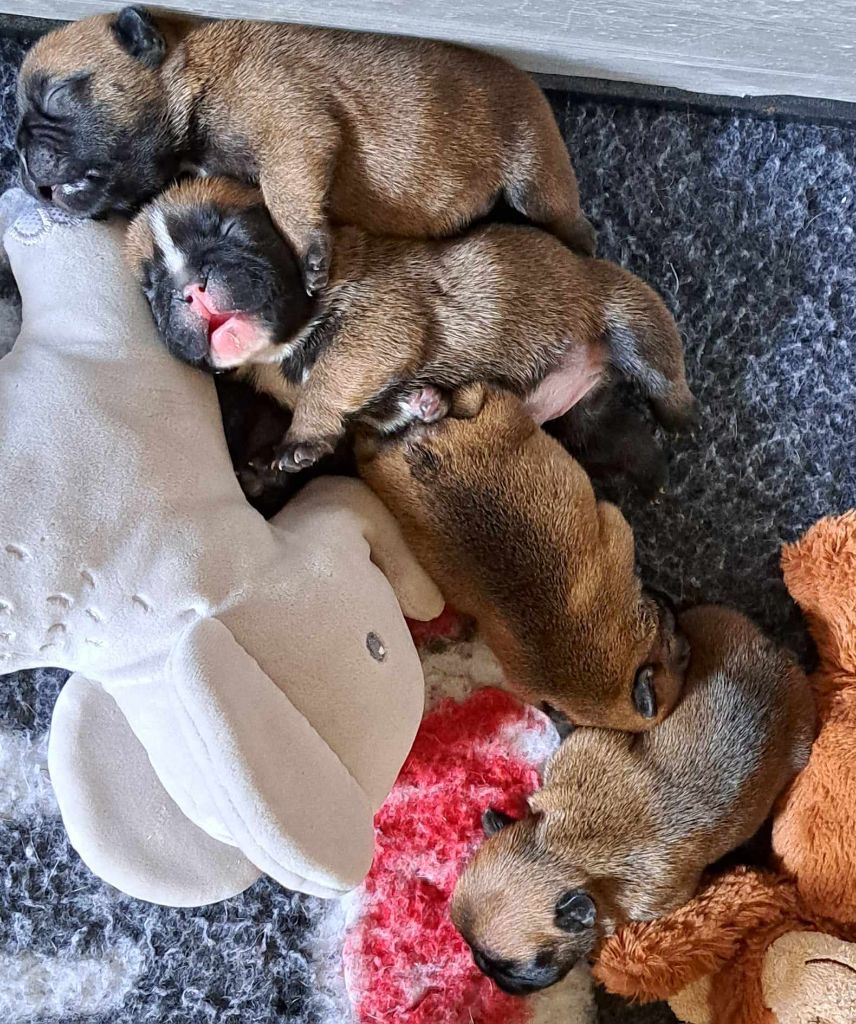 chiot Bouledogue français des Armoiries aux Têtes d'Or