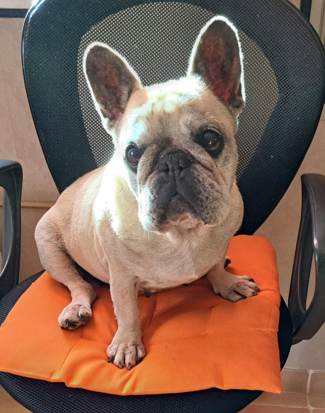 Ladiva des Armoiries Aux Têtes d'Or