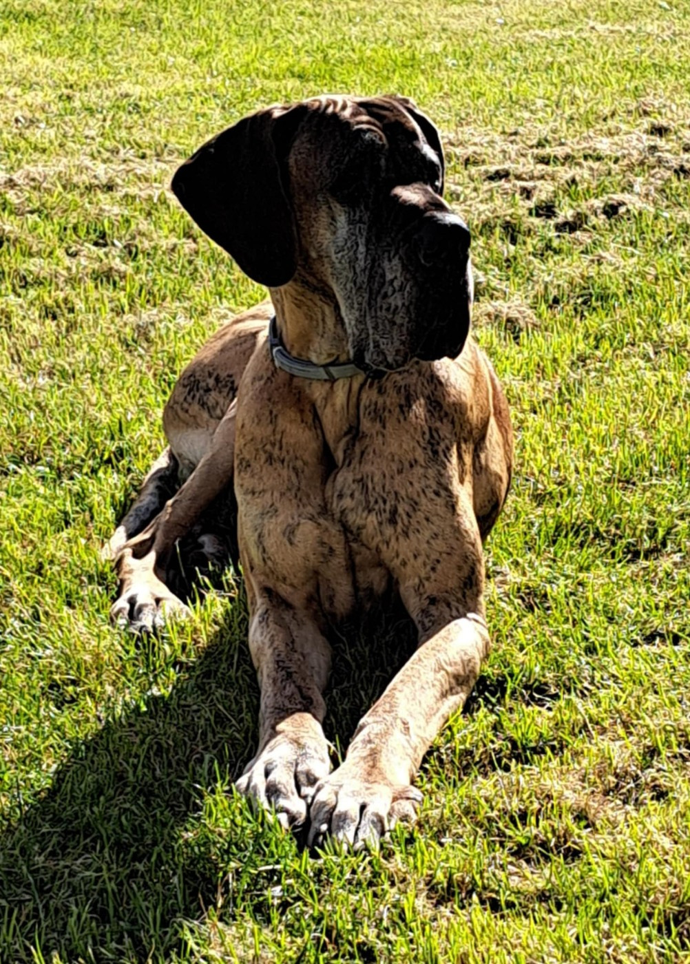 Prima - Bella de Valavergny